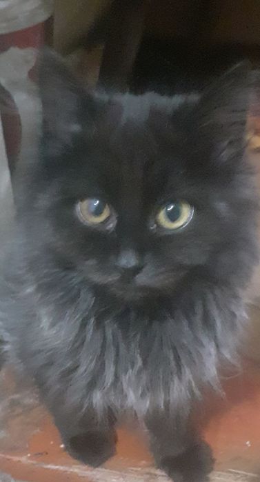 Отдам бесплатно девочку котенка