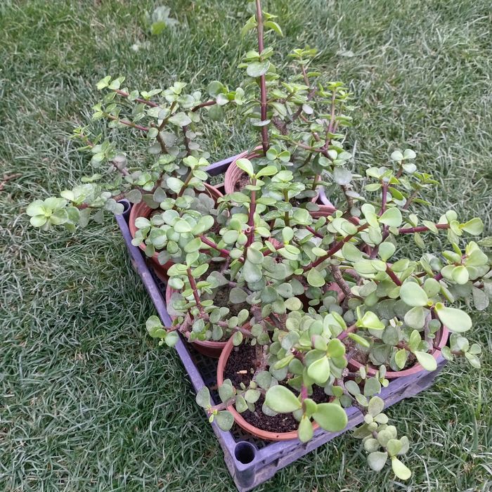 Портулакария афра (Portulacaria afra) — 25 см