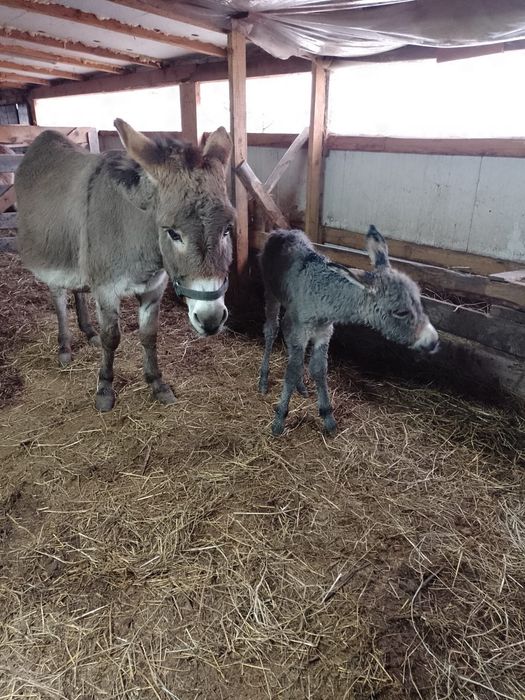 Vând lapte de măgăriță