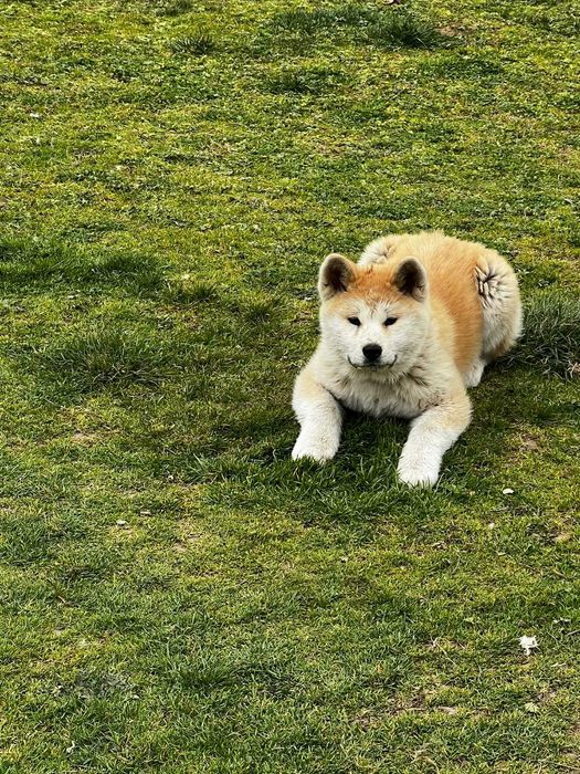 Акита ину на 100 дни