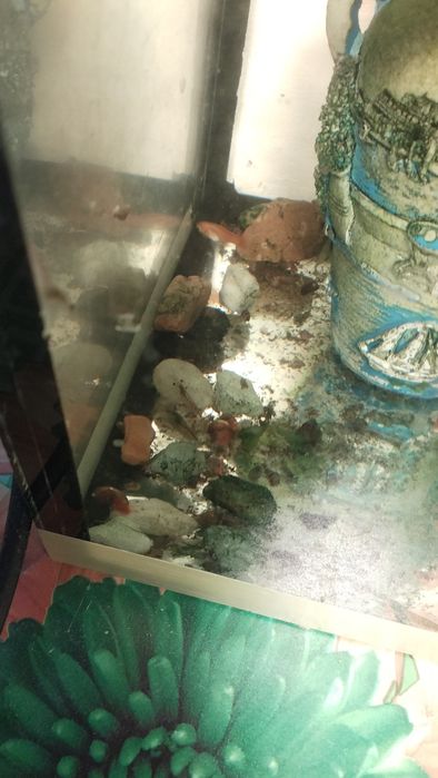 Креветки, трава,улитки