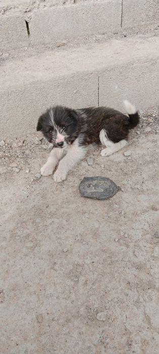 Отдам щенка в добрые руки