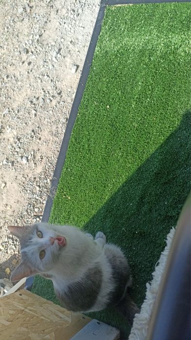 Срочно отдам кошку