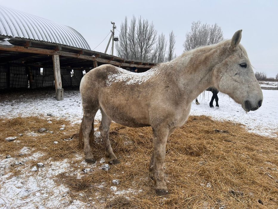 Продам кобылы тяжеловоз
