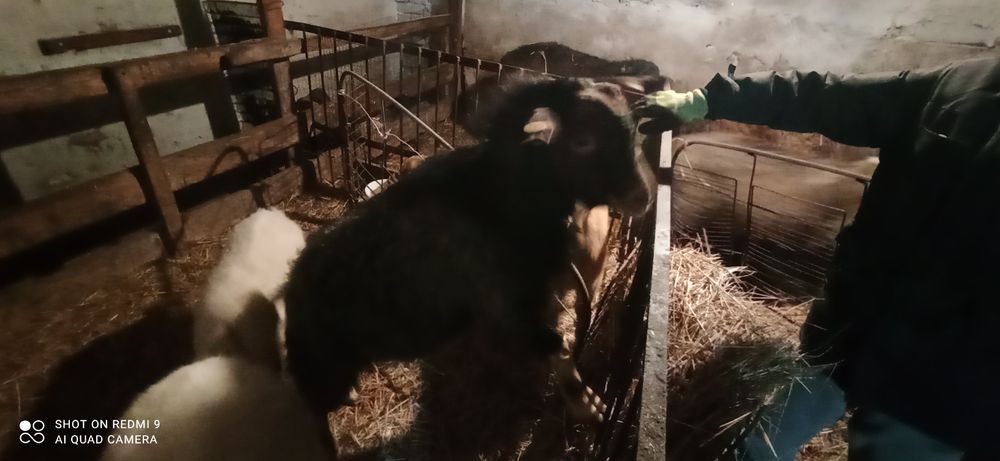 Продам козла возраст 1 год 2месяца