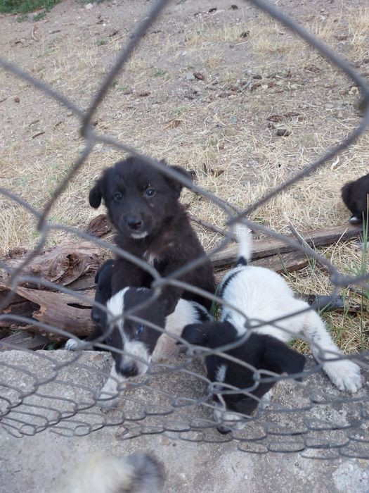 Подаряване кученца