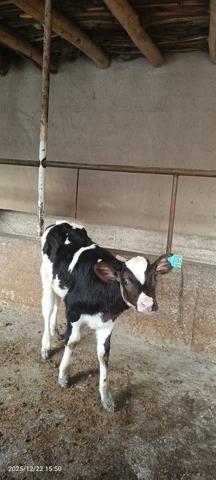 Golishten buzoq  sotiladi