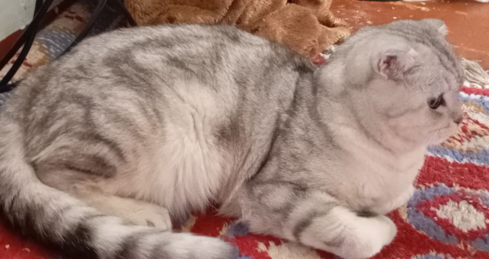 Mushuk sotiladi ogil bola