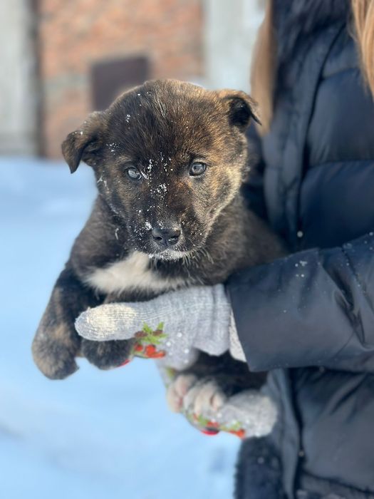 Отдам щенка в добрые руки