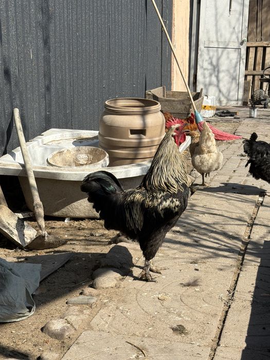 Продам петушков молодые