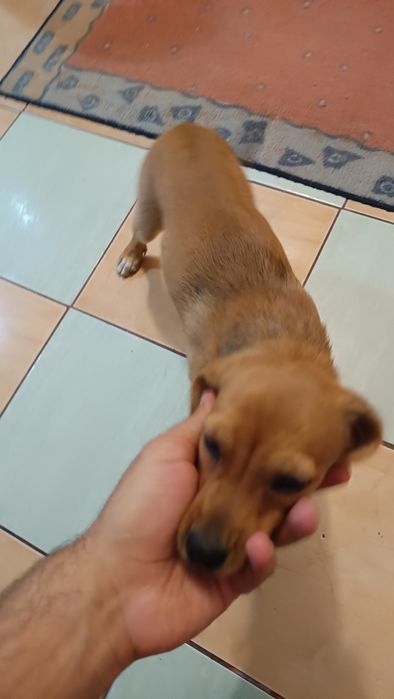Adoptie GRATIS caini/catelusi  talie mica