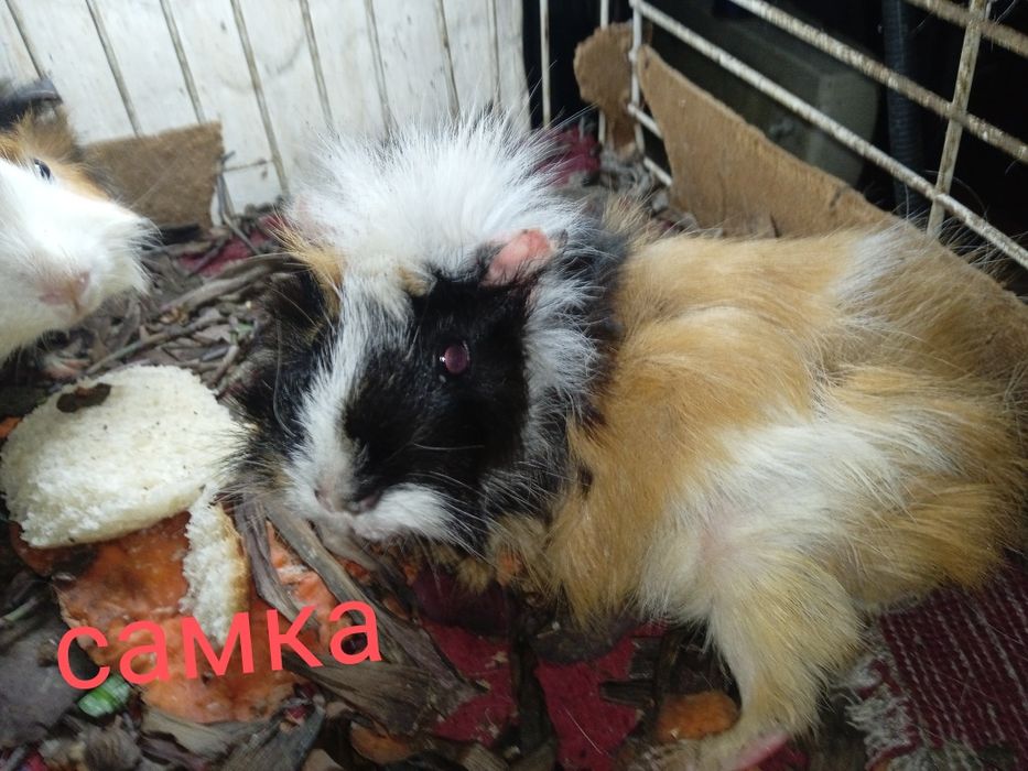 Продам морских свинок