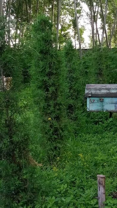 АРЧА можжевельник ОПТОМ