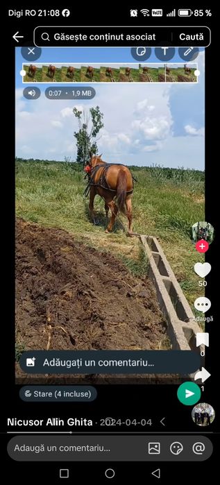 Vand iapa mare frumoasă sau cârlan metis frizian!