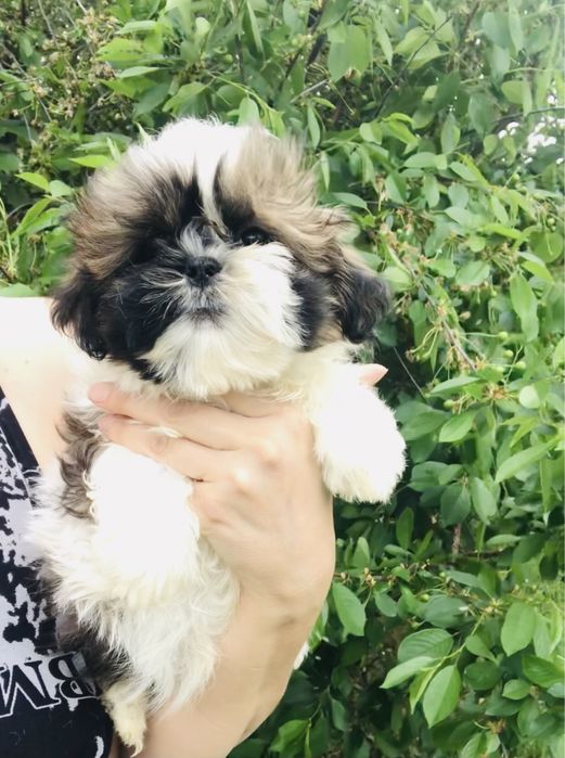 Лучшие Ши-тцу малыши