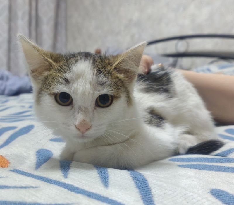 Отдам котенка в добрые руки!