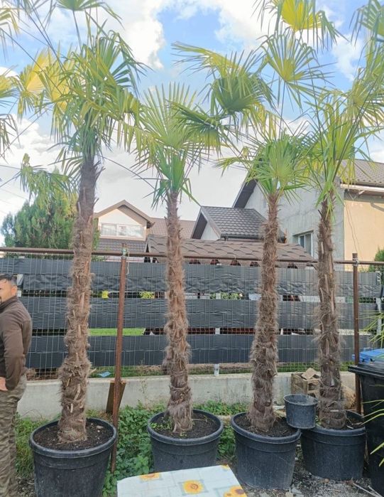 Vindem palmieri de mai multe dimensiuni ce rezista la -20grade