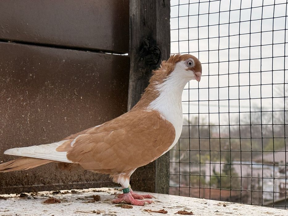 Porumbei jucatori galateni