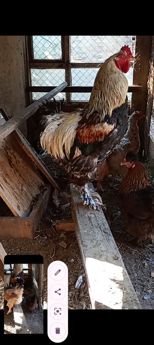 Брама тауықтар куры и петух