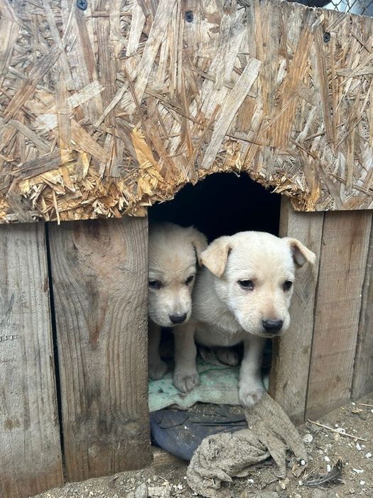 Щенки в добрые руки