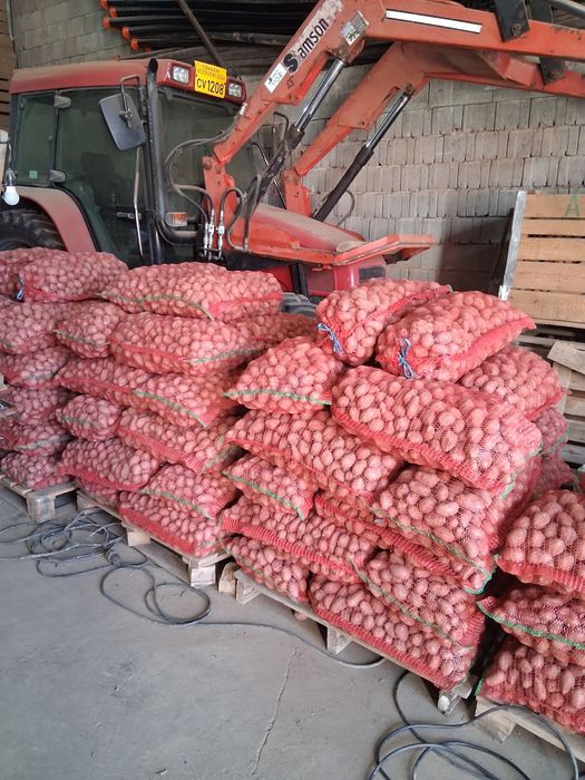 Cartofi de sămânță calitatea 1 preț 1.30