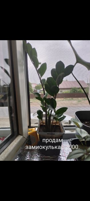 Продам комнатные цветы