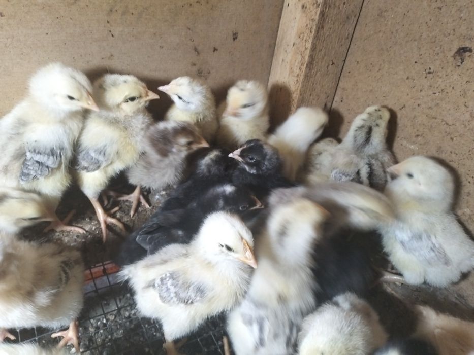 Продам  цыплят бройлера и мастер грей