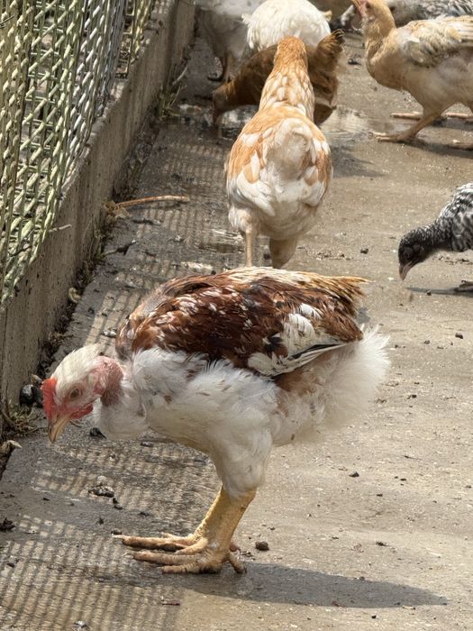 Балапандар,Цыпляты