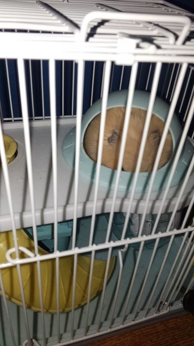 Отдаю хомяка даром