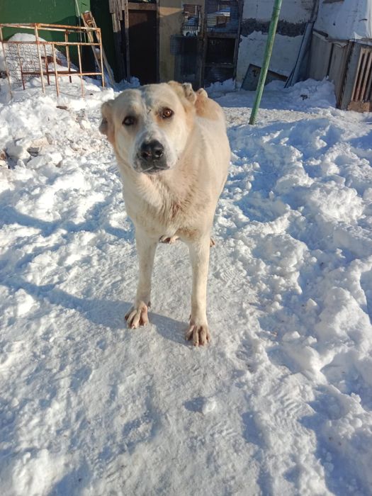 Алабай сука  1,2 месяцев