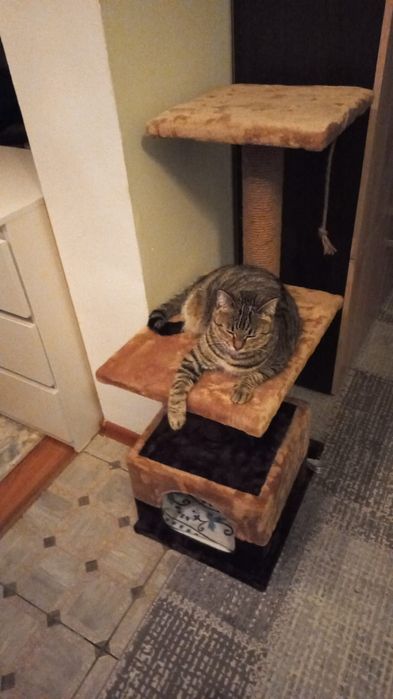 Отдам кошку в хорошие руки