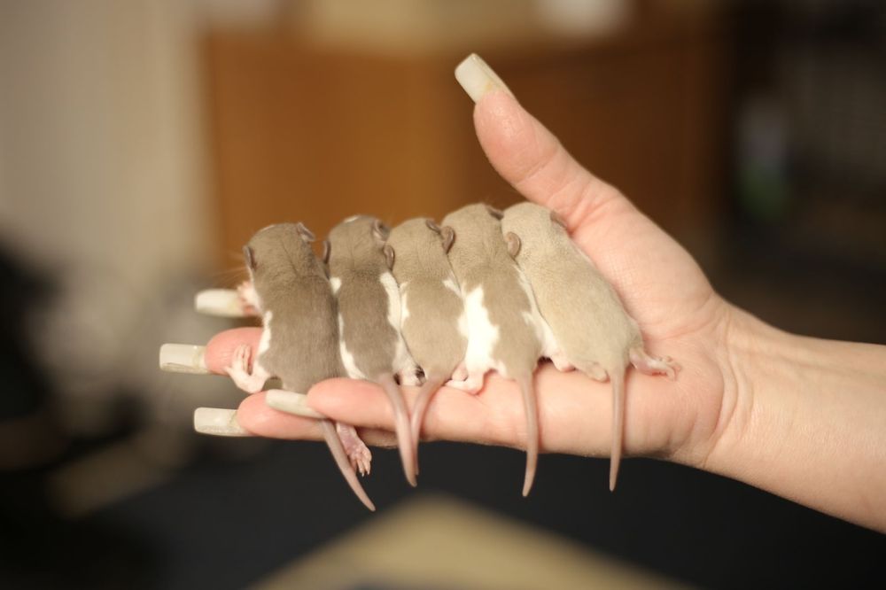 Дамбо крысята хаски