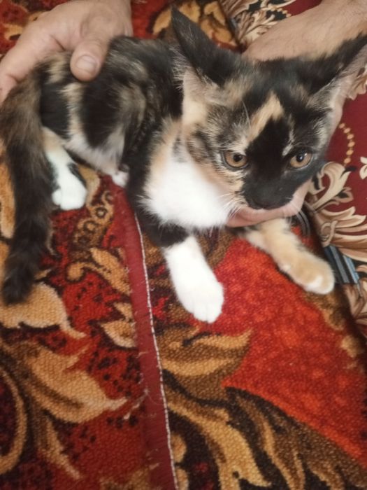 Mushukcha bepul beramiz ovchi mushuk