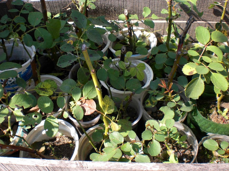 Катерлива роза - червена