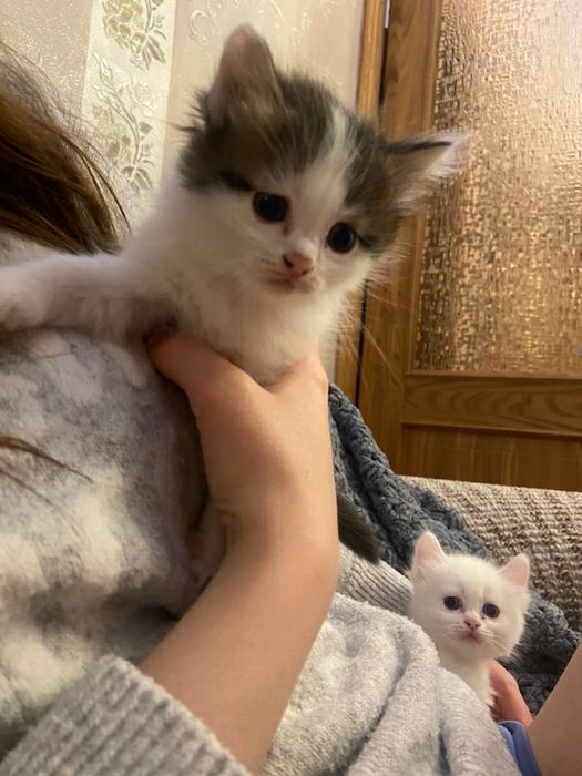 Пушистые котята