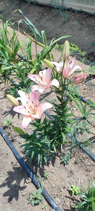 Цветы многолетние