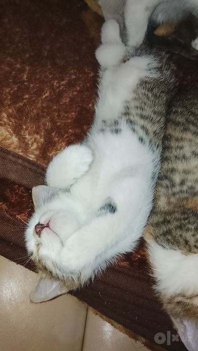 Отдаю милых котят
