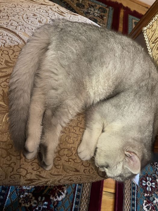 Британская серебристая шиншилла вязка