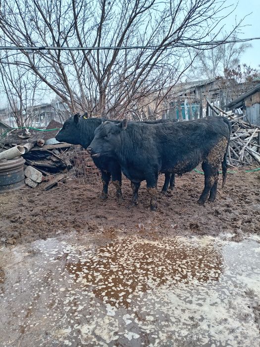 Продам быков ангусов