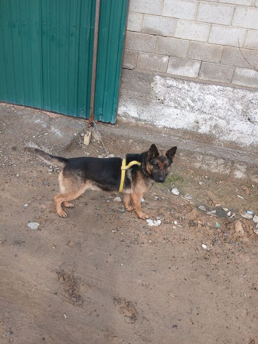 Apcharka it sotiladi 100$