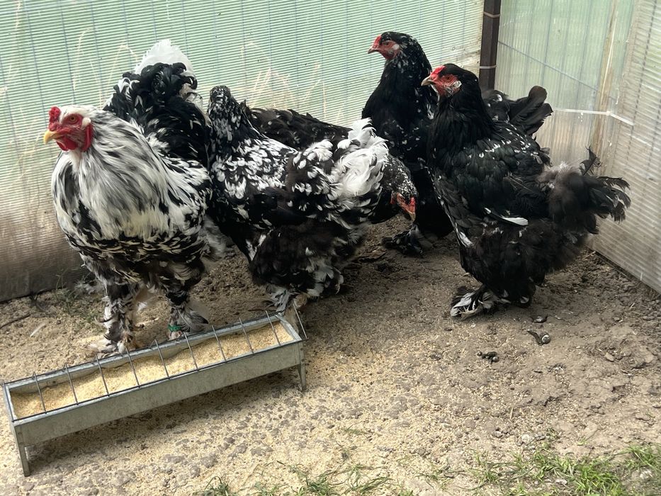 Oua incubat Brahma negru bobat
