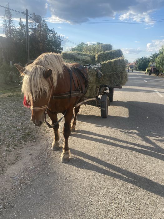 Vând mânz de 2 ani