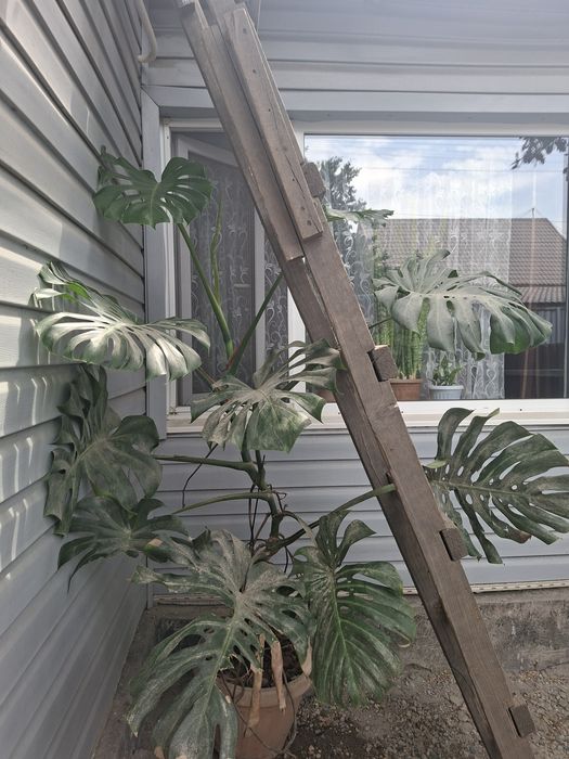 Монстера - вечно зелёная лиана.