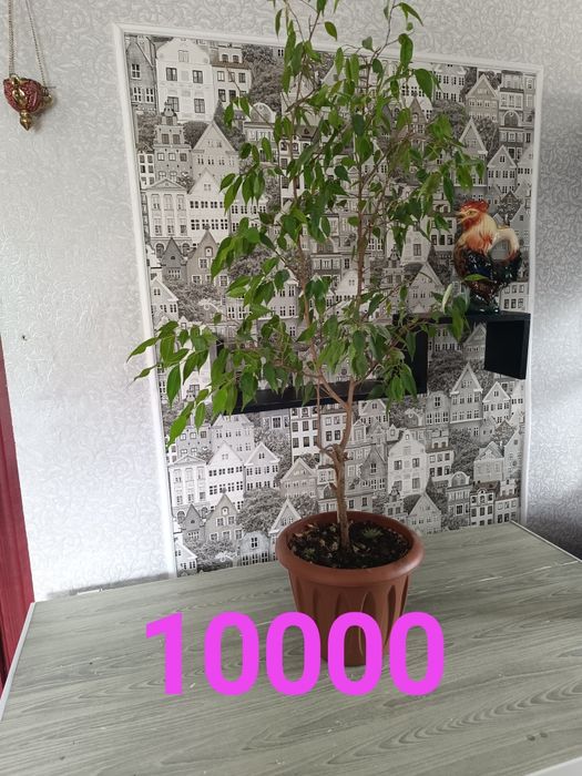 Продам цветы разные