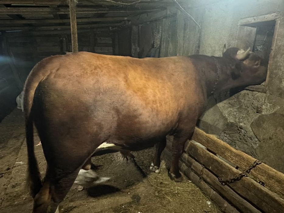 Продам быков, коров, телок