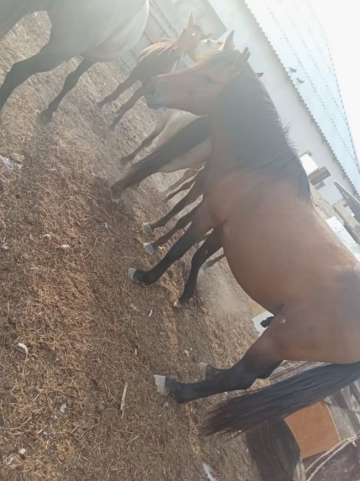 Жылкы сатылады айғыр