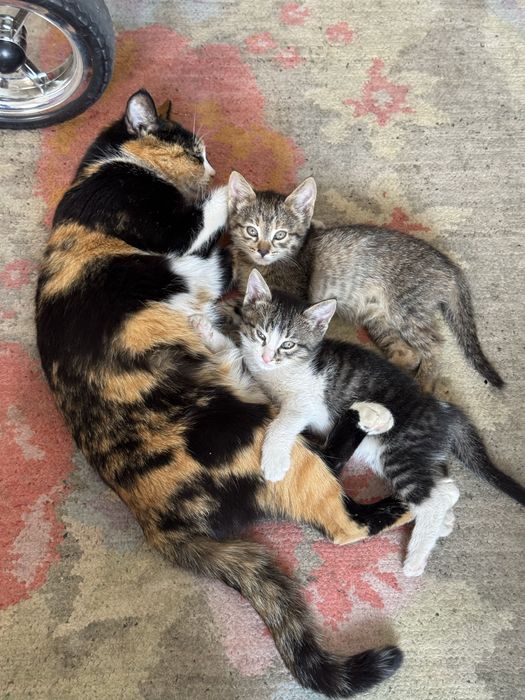 Отдам котят в добрые руки