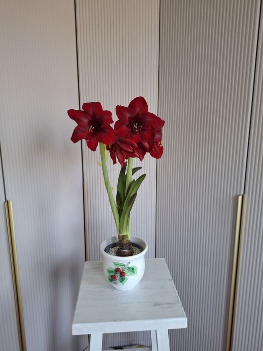 Амариллис бордовый Royal Velvet