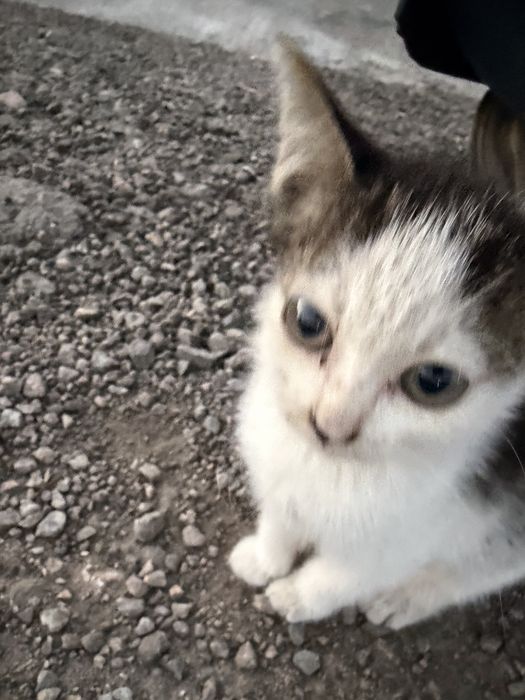 3 котенка, маленькие