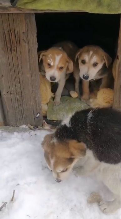 Срочно щенков в хорошие руки! Подкинули!